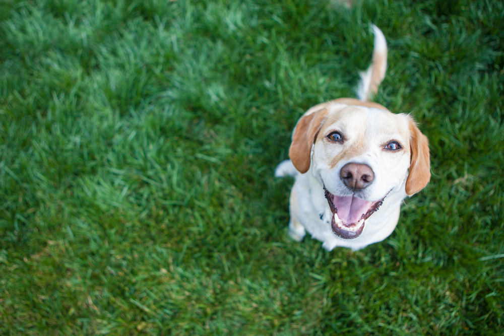 Pooper Scoopers Temecula CA